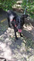 Peludinha