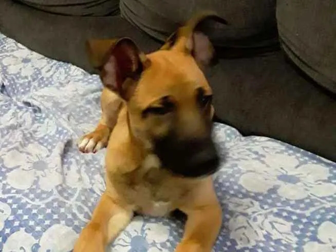 Cachorro ra a Srd idade 2 a 6 meses nome Tedy