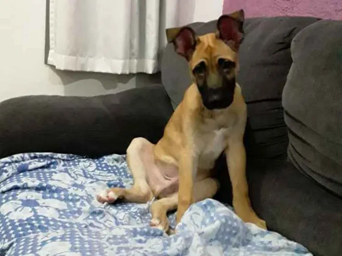 Cachorro ra a Srd idade 2 a 6 meses nome Tedy