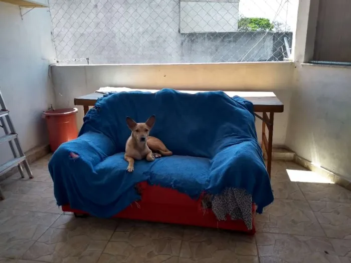 Cachorro ra a Srd idade 2 anos nome Bananinha