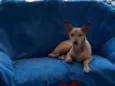Bananinha
