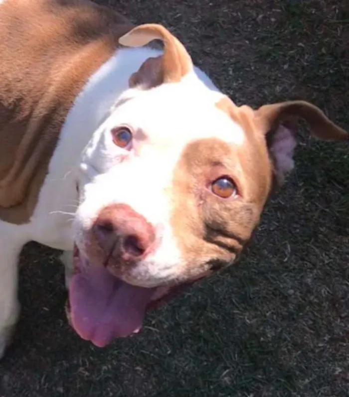 Cachorro ra a Pit bull idade 5 anos nome Bebeta