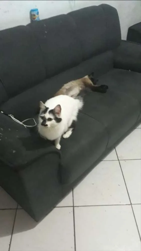 Gato ra a  idade 2 anos nome Gigi 