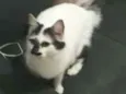 Gigi 