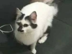 Gato ra a  idade 2 anos nome Gigi 