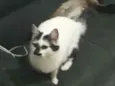 Gigi 