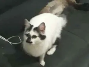 Gato raça  idade 2 anos nome Gigi 