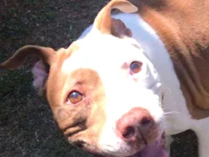 Cachorro raça Pit bull idade 5 anos nome Bebeta