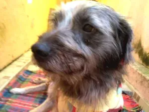 Cachorro raça Srd idade 2 anos nome Xokito