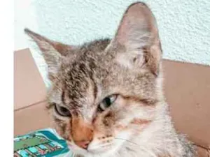 Gato raça  idade 2 a 6 meses nome lindo gatinho