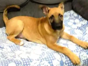 Cachorro raça Srd idade 2 a 6 meses nome Tedy