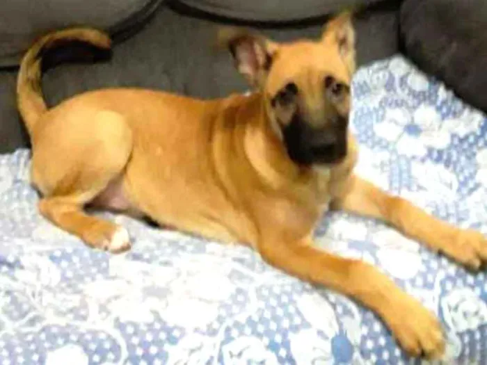 Cachorro ra a Srd idade 2 a 6 meses nome Tedy