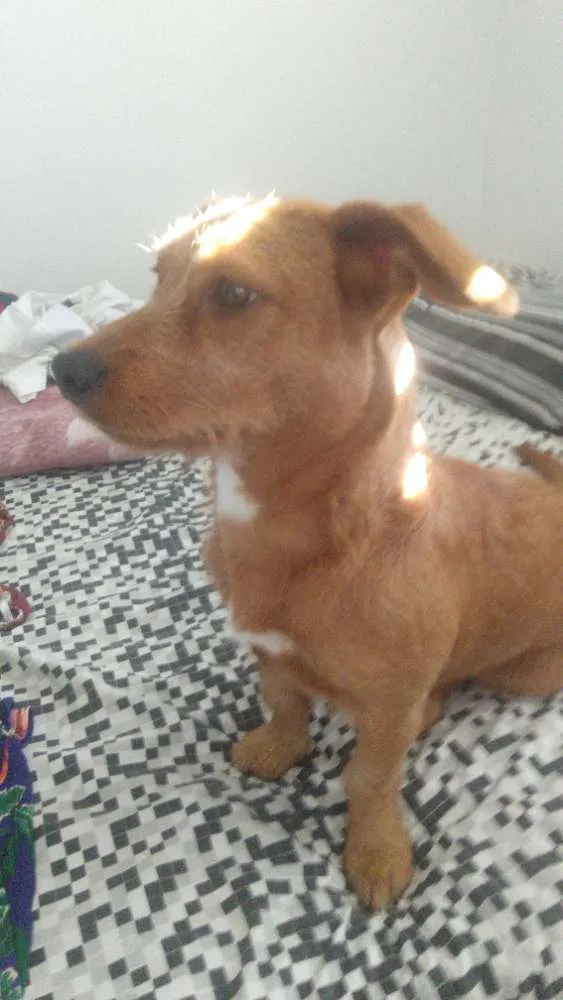 Cachorro ra a SRD idade 1 ano nome Cenoura