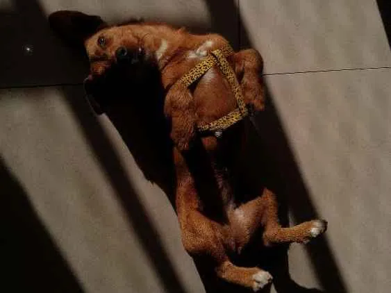 Cachorro ra a SRD idade 1 ano nome Cenoura