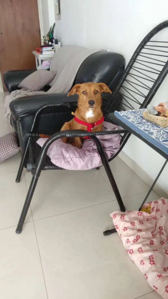 Cachorro ra a SRD idade 1 ano nome Cenoura