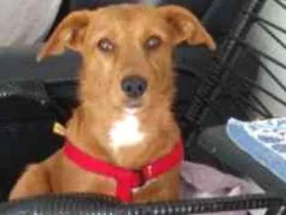 Cachorro ra a SRD idade 1 ano nome Cenoura