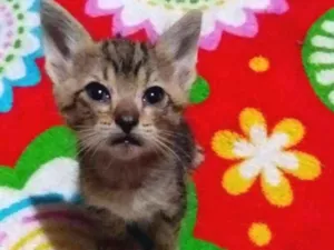 Gato raça Sem raça idade Abaixo de 2 meses nome Sem nome