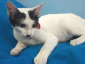 Gato raça SEM RAÇA DEFINIDA.  idade 2 a 6 meses nome SEM NOME.