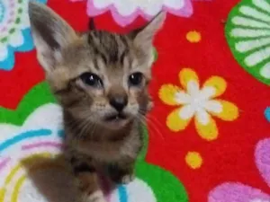 Gato raça Sem raça idade Abaixo de 2 meses nome Sem nome