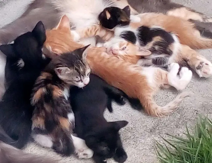 Gato raça RSD idade Abaixo de 2 meses nome 6 Gatos 