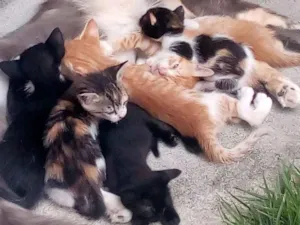 Gato raça RSD idade Abaixo de 2 meses nome 6 Gatos 