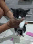 DÊ AMOR, ADOTE !