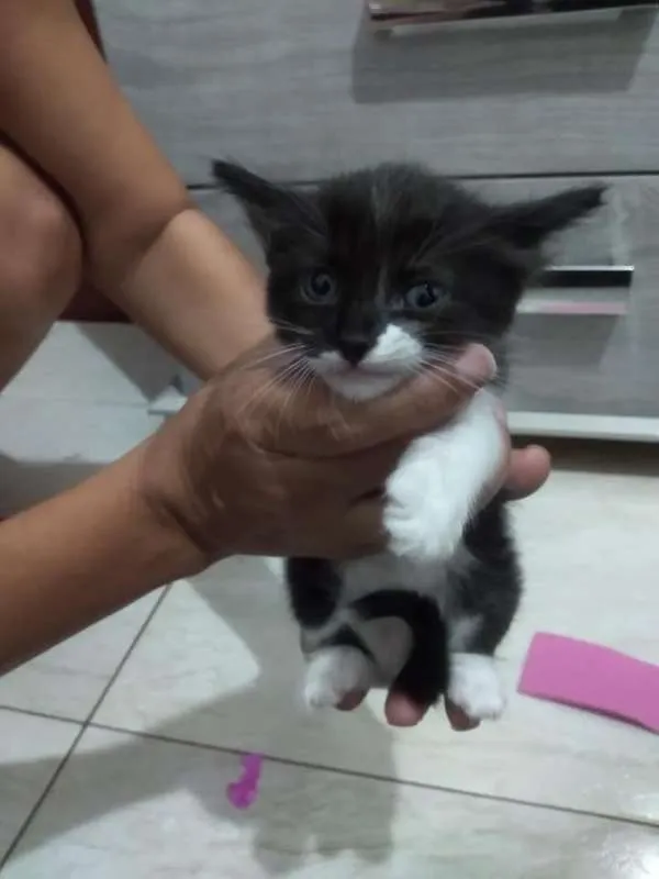 Gato ra a indefinida idade Abaixo de 2 meses nome DÊ AMOR, ADOTE !