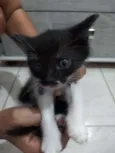 DÊ AMOR, ADOTE !
