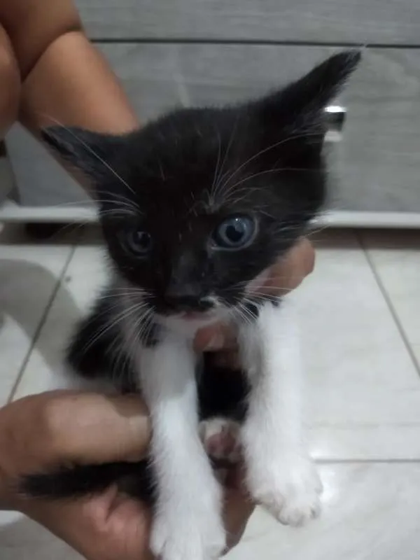 Gato ra a indefinida idade Abaixo de 2 meses nome DÊ AMOR, ADOTE !