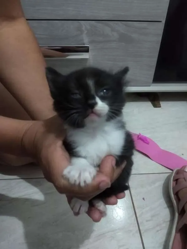 Gato ra a indefinida idade Abaixo de 2 meses nome DÊ AMOR, ADOTE !