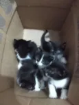 DÊ AMOR, ADOTE !