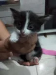DÊ AMOR, ADOTE !