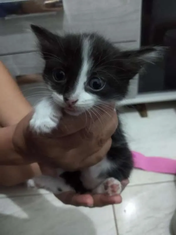 Gato ra a indefinida idade Abaixo de 2 meses nome DÊ AMOR, ADOTE !