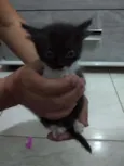 DÊ AMOR, ADOTE !