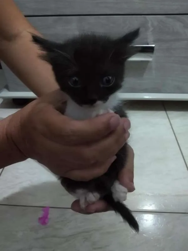 Gato ra a indefinida idade Abaixo de 2 meses nome DÊ AMOR, ADOTE !