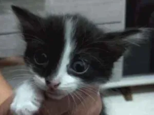 Gato raça indefinida idade Abaixo de 2 meses nome DÊ AMOR, ADOTE !