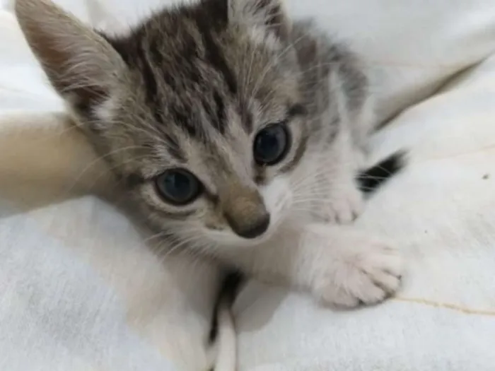 Gato ra a SRD idade Abaixo de 2 meses nome Cinco Mosqueteiros