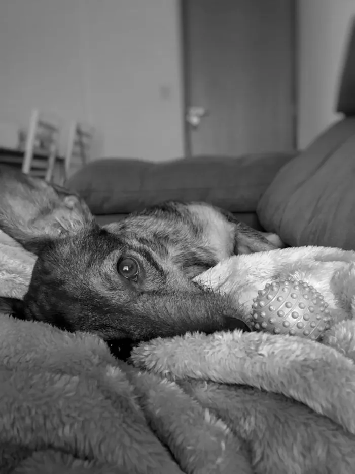 Cachorro ra a Vira Lata idade 3 anos nome Nina