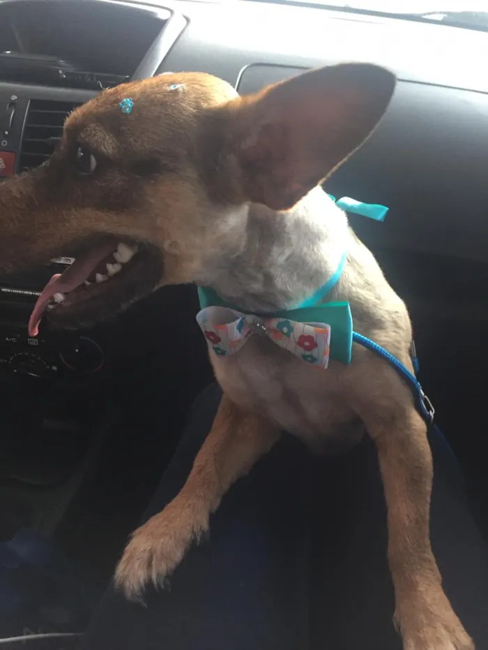 Cachorro ra a Vira Lata idade 3 anos nome Nina