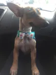 Nina