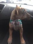 Nina