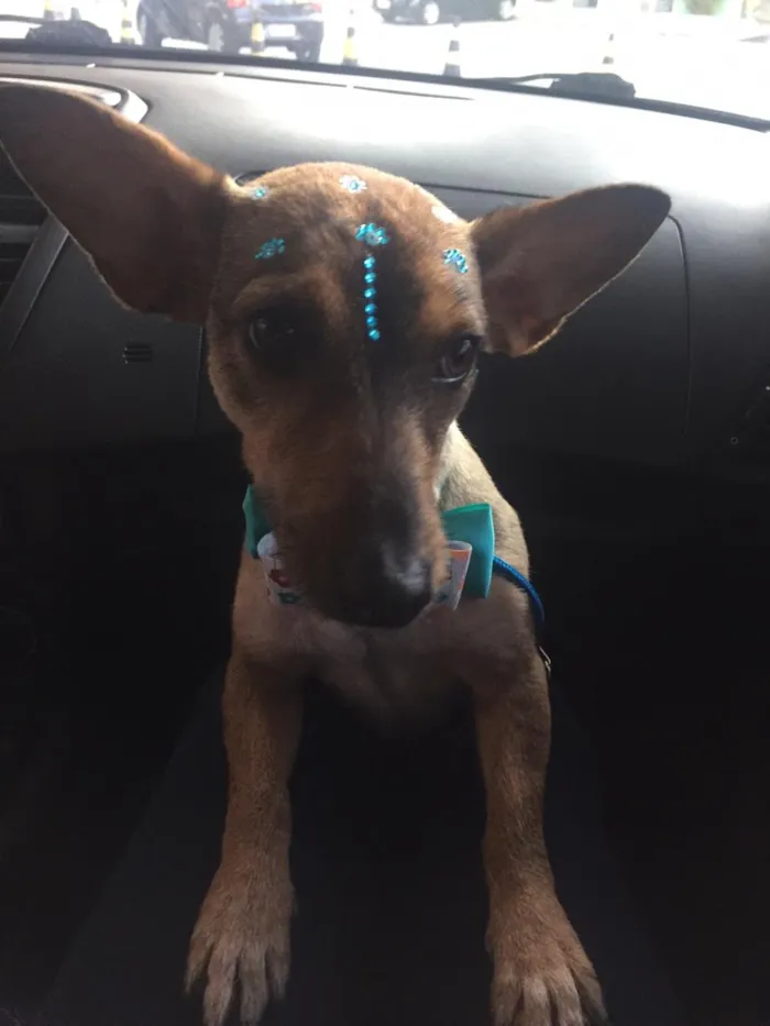 Cachorro ra a Vira Lata idade 3 anos nome Nina