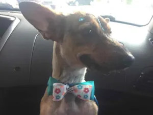 Cachorro raça Vira Lata idade 3 anos nome Nina