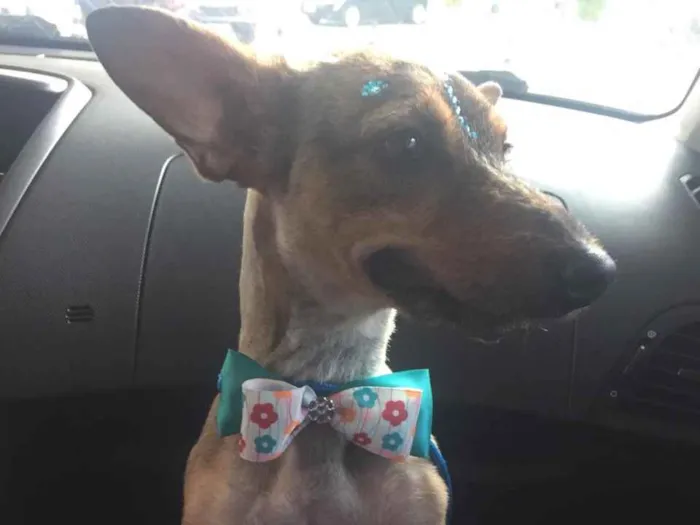 Cachorro ra a Vira Lata idade 3 anos nome Nina