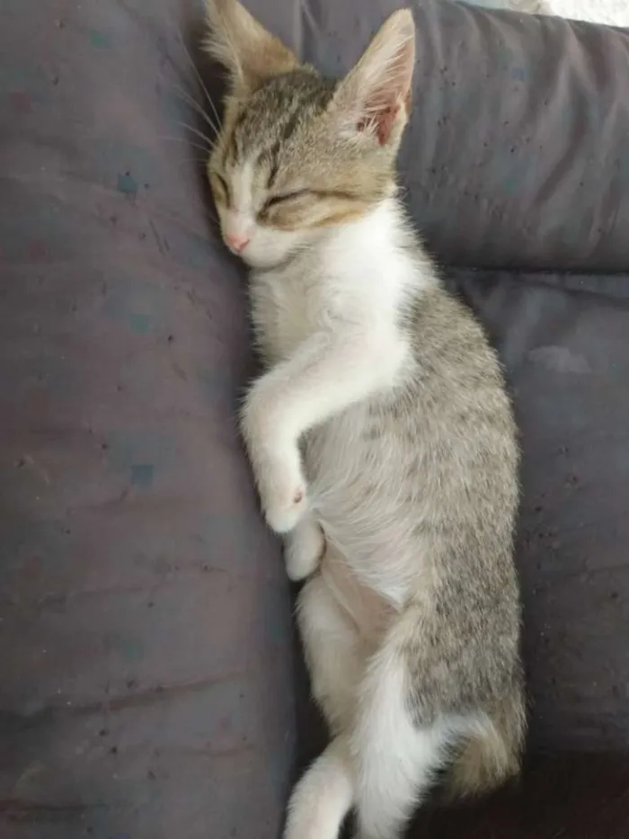 Gato raça Srd idade Abaixo de 2 meses nome Mike