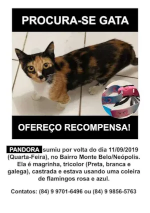 Gato raça Srd idade Abaixo de 2 meses nome Mike