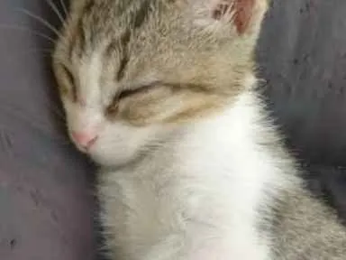 Gato raça Srd idade Abaixo de 2 meses nome Mike