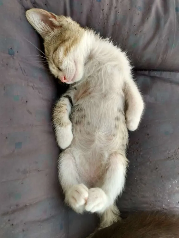 Gato raça Srd idade Abaixo de 2 meses nome Mause