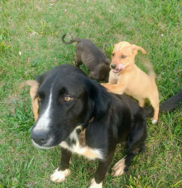 Cachorro ra a Vira lata com Cane Corso idade Abaixo de 2 meses nome Viralatinhas Cane Co