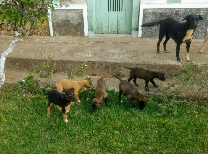 Cachorro ra a Vira lata com Cane Corso idade Abaixo de 2 meses nome Viralatinhas Cane Co